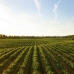 Fitness: The Foundation of a Healthy and Balanced Life