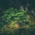 Indian Fabric Design: A Timeless Blend of Tradition, Craft, and Cultural Identity