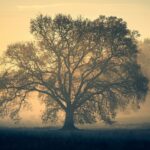 Paranormal Experiences: Encounters Beyond the Known World