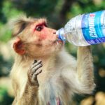 Pixel Art: The Beauty of Creativity in Every Square