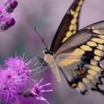Mandala Art: A Journey of Patterns, Meaning, and Mindfulness