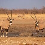 The Art of Cookie Making: From Simple Ingredients to Sweet Perfection
