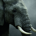 Soft Toys: Timeless Companions of Comfort and Imagination