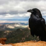 How Stickers Are Made: From Creative Idea to Finished Product