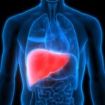 Camels: The Remarkable Ships of the Desert