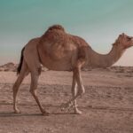 Reselling: Turning Products into Profitable Opportunities