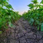 Ethical Issues and Challenges in Artificial Intelligence: Navigating Responsibility in a Digital World