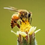 Adobe Behance: A Global Platform Showcasing Creative Talent